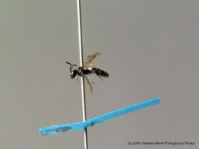 Imagem de Sphecodes niger Hagens 1874