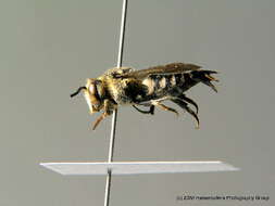 Coelioxys conoidea (Illiger 1806) resmi