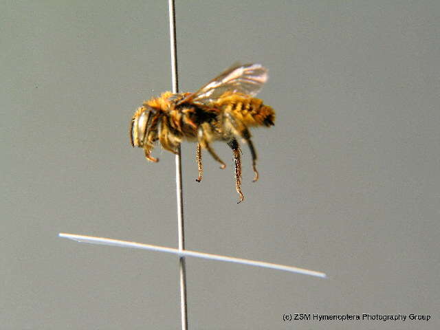 Image of Mediterranean Wood-boring Bee