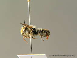 Image of Megachile leaf-cutter bee