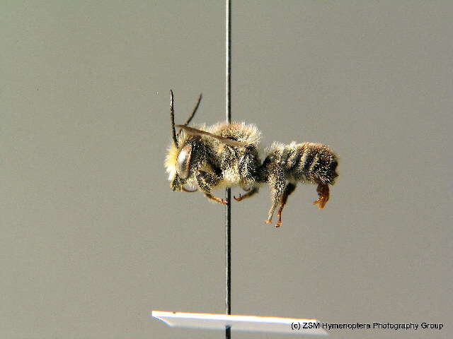 Image of Megachile leaf-cutter bee