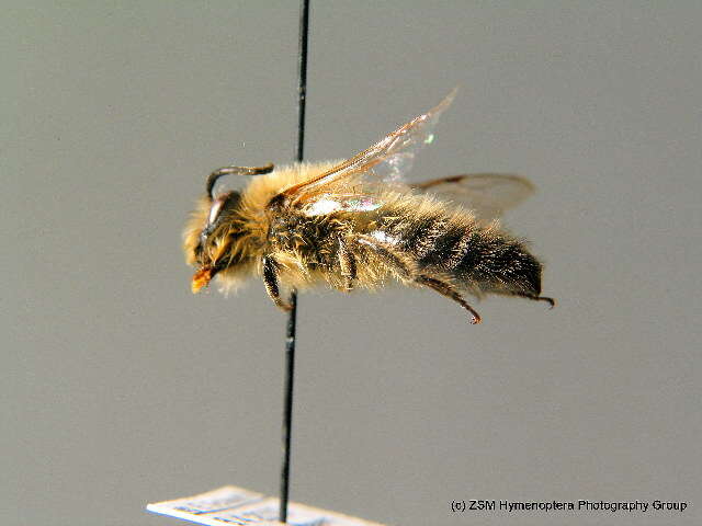 Colletes cunicularius (Linnaeus 1761) resmi