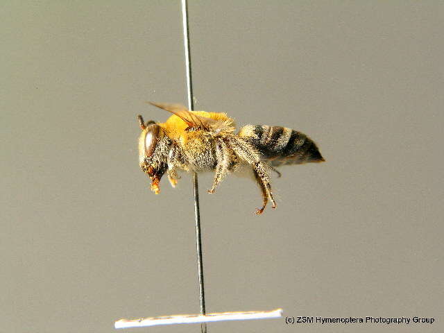 Image of Colletes