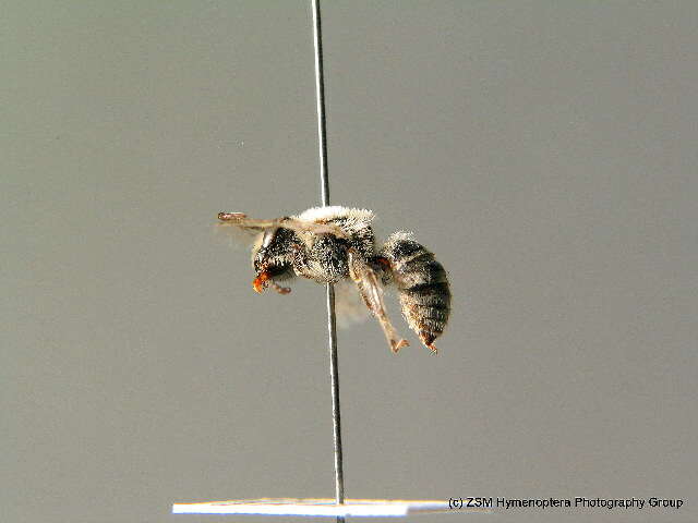 Image of Colletes hylaeiformis Eversmann 1852