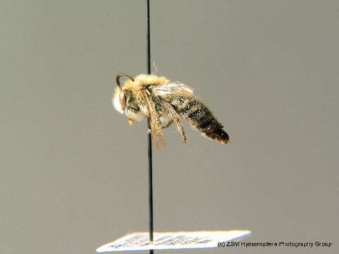 صورة Colletes similis Schenck 1853