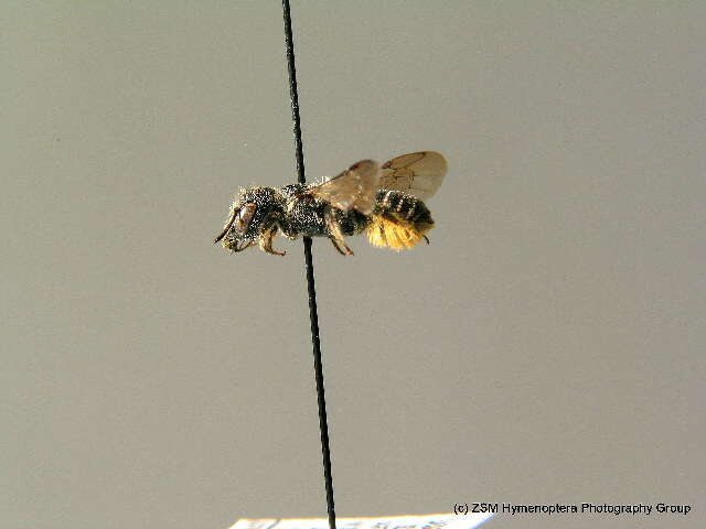 Image of Bee