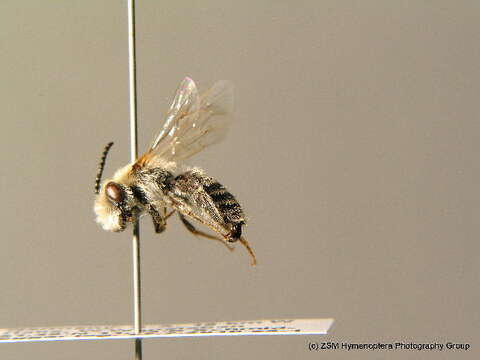 Image of Andrena hypopolia Schmiedeknecht 1884