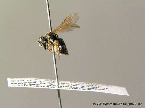 Image of Andrena semilaevis Pérez 1903