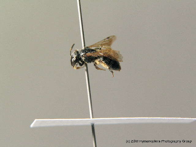 Image of Andrena falsifica Perkins 1915