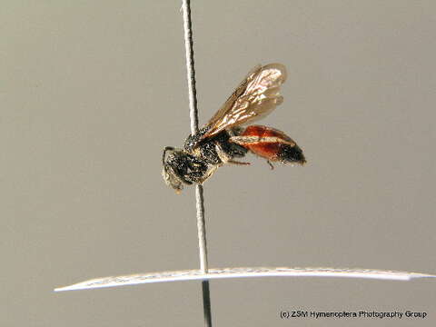 Image of Sphecodes ferruginatus Hagens 1882