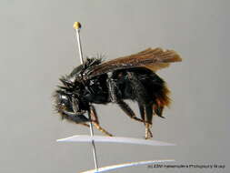 Слика од Bombus rupestris (Fabricius 1793)