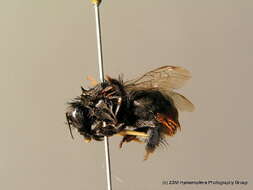 Image of Red tailed bumblebee