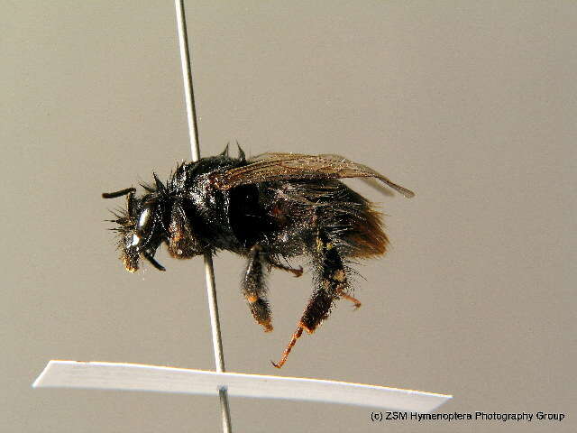 Image of Bombus soroeensis (Fabricius 1776)