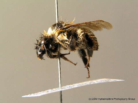 Image of Bombus mesomelas Gerstäcker 1869