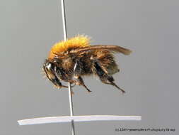 Image of Brown-banded carder bee