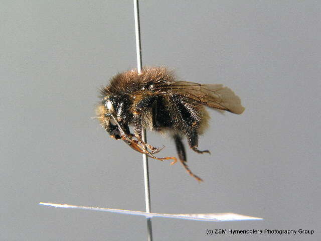 Image of Brown-banded carder bee