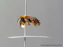 Image of Osmia aurulenta (Panzer 1799)