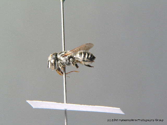 Image of Apical Leafcutter Bee