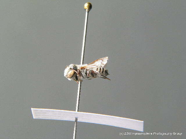 Image of Apical Leafcutter Bee