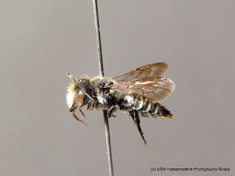 Image of Coelioxys mandibularis Nylander 1848