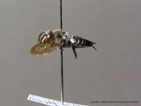 Image of Coelioxys mandibularis Nylander 1848