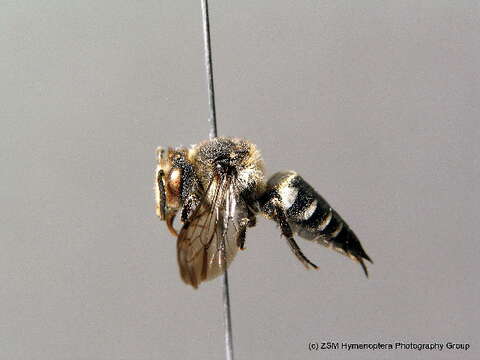 Image of Coelioxys mandibularis Nylander 1848