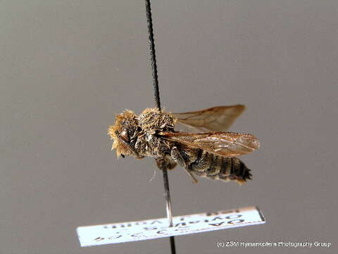 Image of Coelioxys mandibularis Nylander 1848