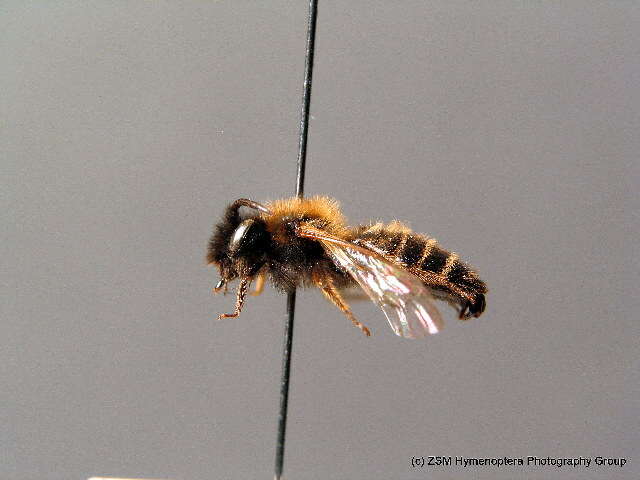 Image of Andrena bimaculata (Kirby 1802)