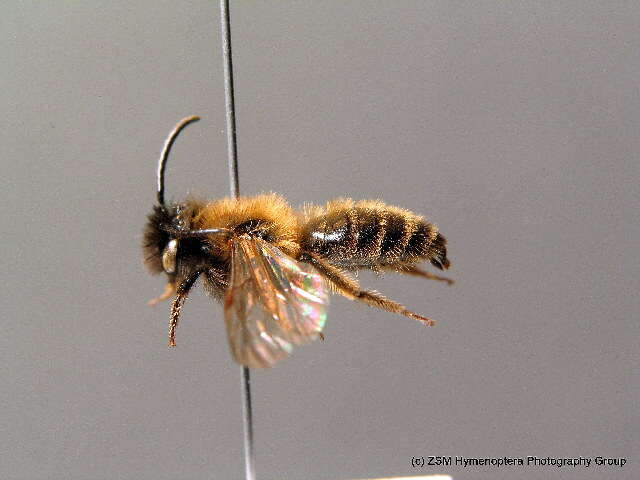 Image of Andrena bimaculata (Kirby 1802)