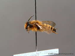 Image of Andrena flavipes Panzer 1799