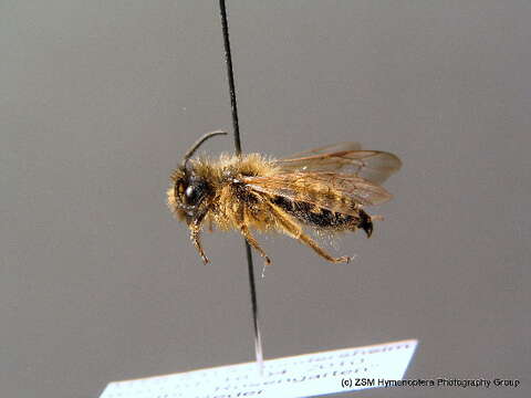 Image of Andrena flavipes Panzer 1799