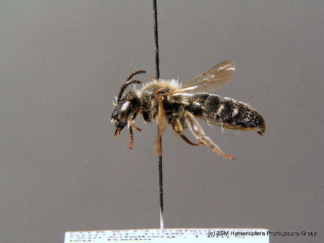 Image of Andrena pandellei Pérez 1895