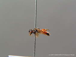 صورة Sphecodes crassus Thomson 1870