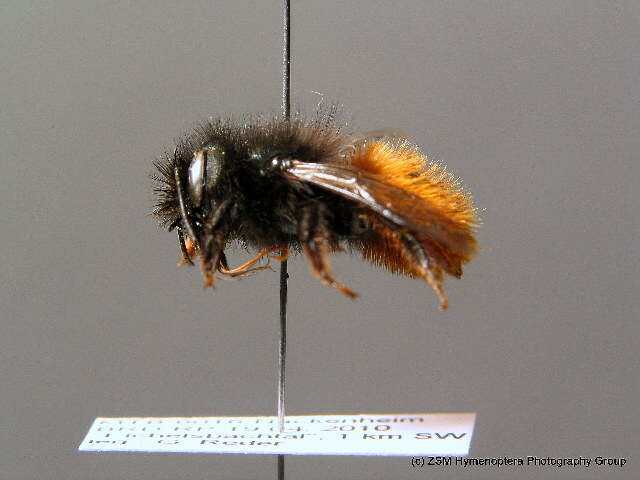 Image of Osmia cornuta (Latreille 1805)