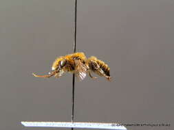 Image of Mason bee