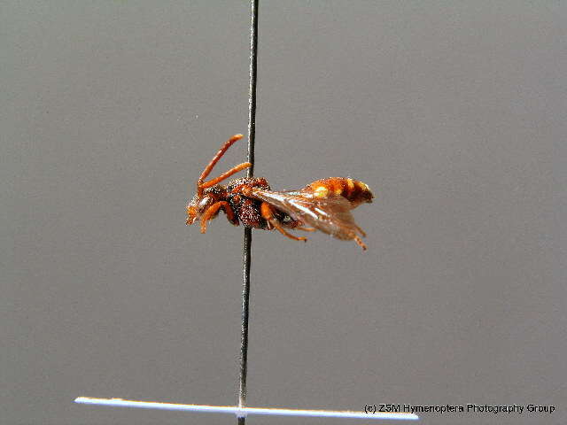 Nomada striata Fabricius 1793的圖片