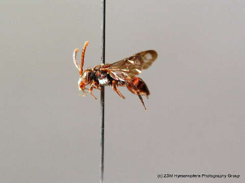 Image de <i>Nomada minuscula</i>