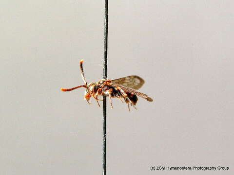 Image de <i>Nomada minuscula</i>