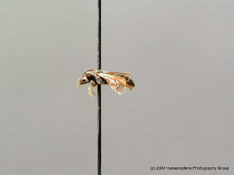 صورة Lasioglossum glabriusculum (Morawitz 1872)