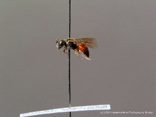 Image of Sphecodes miniatus Hagens 1882