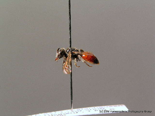 صورة Sphecodes puncticeps Thomson 1870