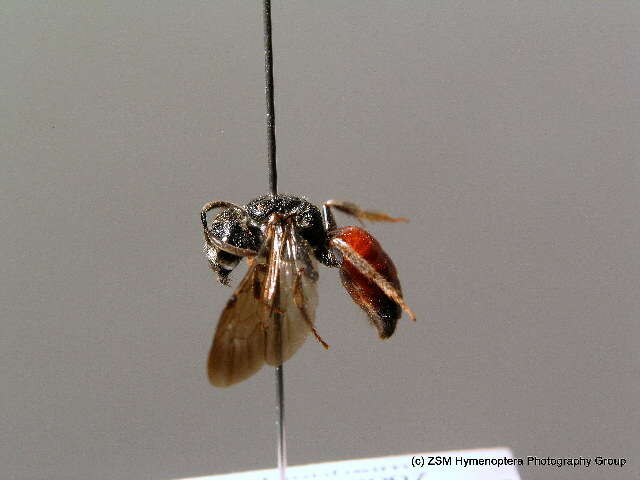 Image of dark-winged blood bee