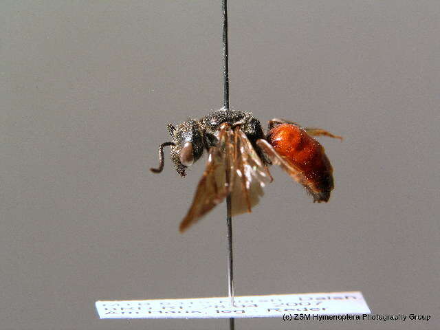 Image of dark-winged blood bee