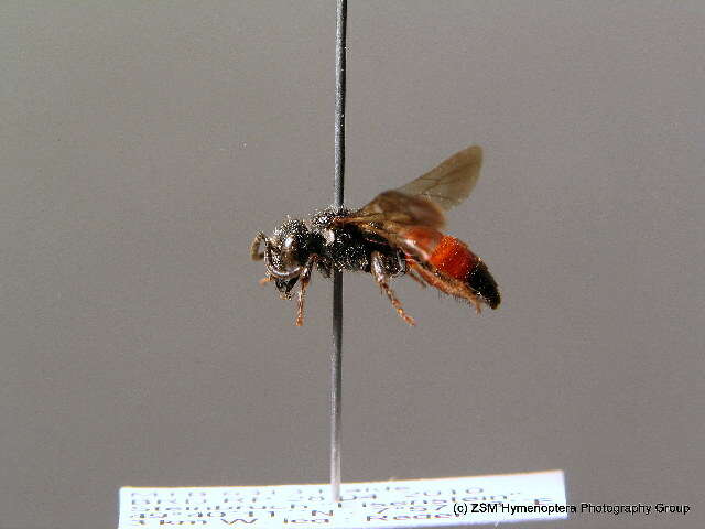 Image of dark-winged blood bee