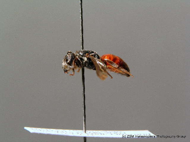 Image of dark-winged blood bee