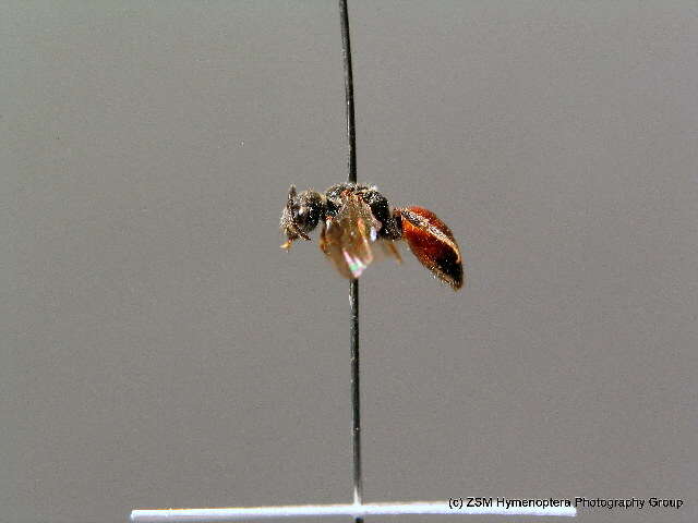 صورة Sphecodes crassus Thomson 1870