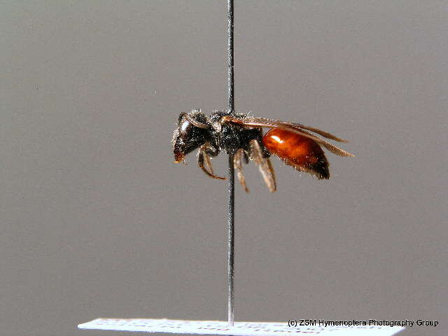 Sphecodes monilicornis (Kirby 1802)的圖片