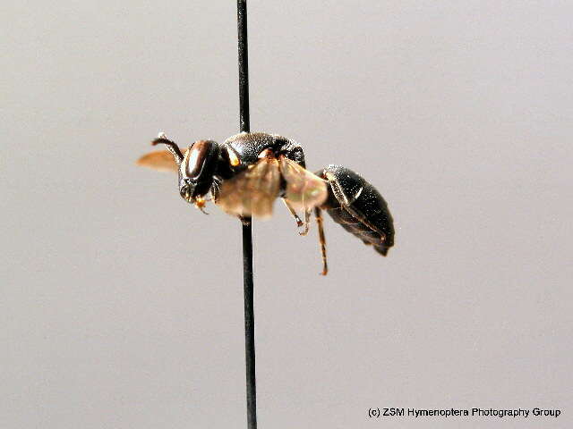 Image of Hylaeus punctulatissimus Smith 1842