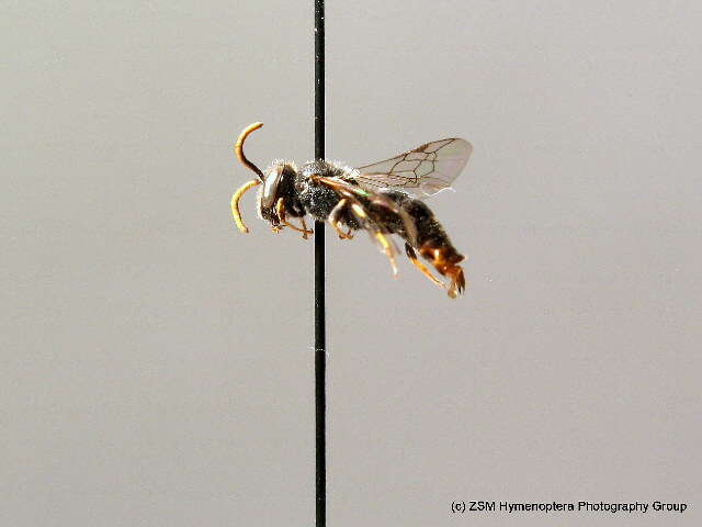 Image of Punctate masked bee