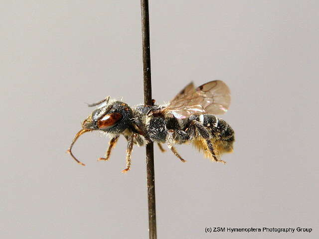 Image of Heriades crenulatus Nylander 1856